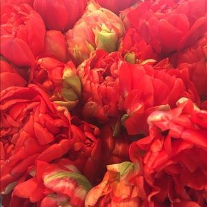 Meet your Posher, Janie